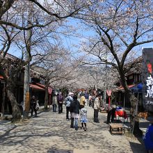 7分咲きのがいせん桜