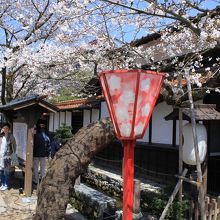 古い街並みと桜がきれいです