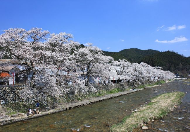 新庄川の堤防沿いに咲く桜並木がとてもきれいです