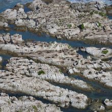 無数のオットセイたち