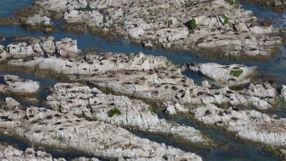 たくさんのオットセイ！