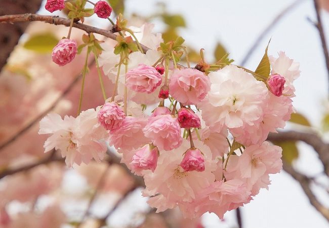 浜名湖ガーデンパーク クチコミ アクセス 営業時間 浜名湖 フォートラベル