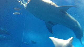 大水槽とオキちゃん劇場がお気に入り♪