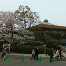 桜咲く武道館です
