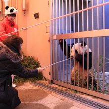 バックヤードツアーではパンダに餌をあげることができます