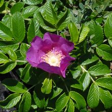 夏はハマナスの花で埋め尽くされるそうです