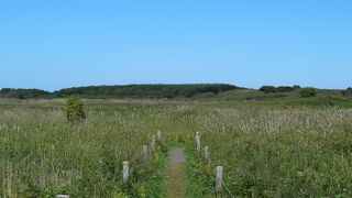 サロマ湖・東側砂洲にある自然の花畑