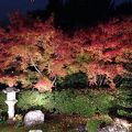 紅葉狩り最高です