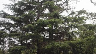 カブトクラゲのよう