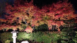 紅葉狩り最高です