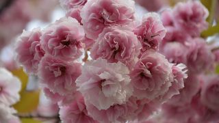 昔から春の観光名所