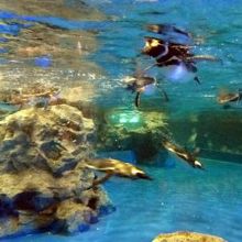 マゼランペンギン