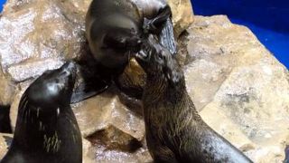 すみだ水族館の水棲動物