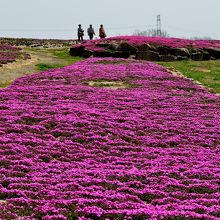 寂しい芝桜公園・・