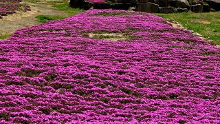 今年の世羅高原、花夢の里の芝桜は、期待できなかった！