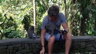 バリと言えばサル