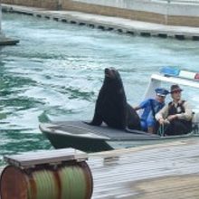 ストーリー仕立てのショー。アシカも登場