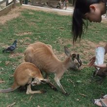 子供のカンガルーもかわいいです