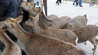 鹿！怖いです！