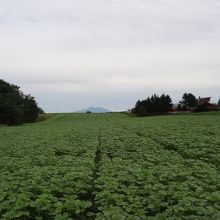 遅咲きひまわりはまだ蕾