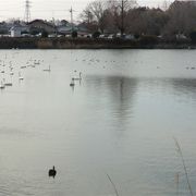 白鳥の飛来するため池と茅葺き曲がり屋のある公園