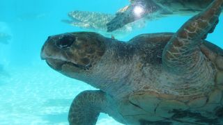 水族館と一緒にどうぞ