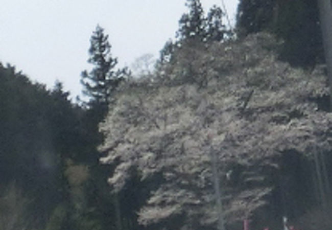 嶽見桜