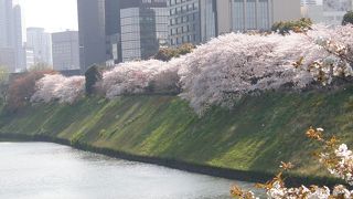 桜の季節に行きます！