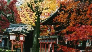 落ち葉に埋もれたお寺！