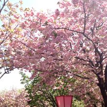 満開の桜の樹　数本のうちの1本