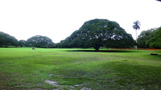 この木何の木♪