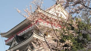 桜がきれいでした