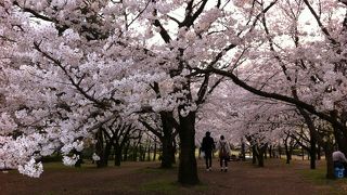 桜満開！お散歩におすすめです。
