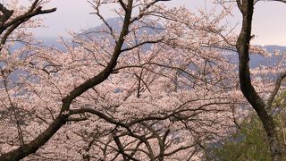 別荘地の桜並木がすばらしい