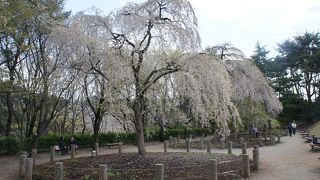 祇園の桜が・・・