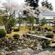 博物館　庭の池には　花いかだ