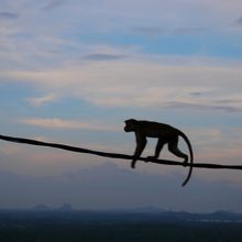 猿がいます。食べ物注意。
