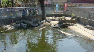 オニよりワニです。