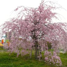 プレイゾーンのシダレザクラ