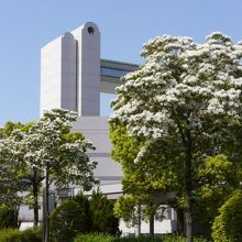 ヒトツバタゴ（2012年5月）