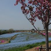 これからが楽しみな公園です