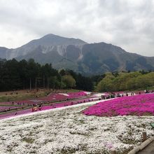 綺麗なお花