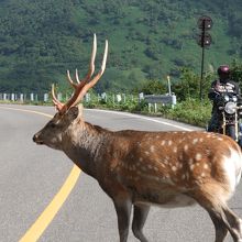 2010.09月撮影。のんびり歩いていました。