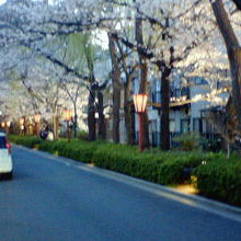 細い裏通りとは思えないほど桜が多いです。