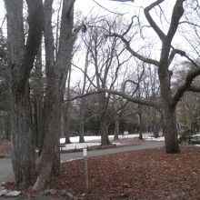 雪が溶けて春が近いね♪ 