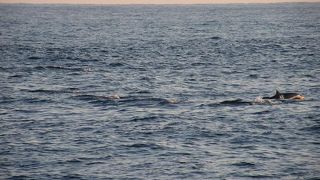 冬、足摺岬の沖はクジラ天国