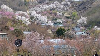 百花繚乱・・・花見山