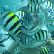 魚、いすぎ(笑)