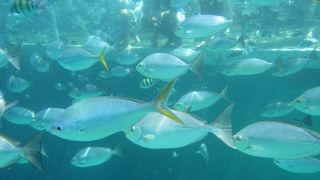 シュノーケリング天国！