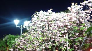 桜散り　葉桜ばかり　造幣局でした　